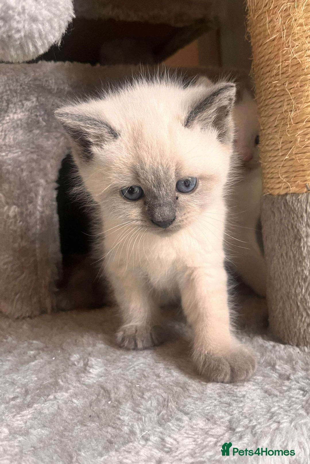 British Shorthair cats for sale: Adorable British Shorthair Kittens for sale!  - Image 6