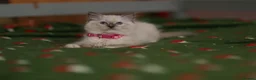 Ragdoll cats for sale: Beautiful Ragdoll kittens  - Advert 11