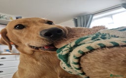 Labrador Retriever dogs for sale: Beautiful lab, dna tested 100% labrador retriever - Advert 6