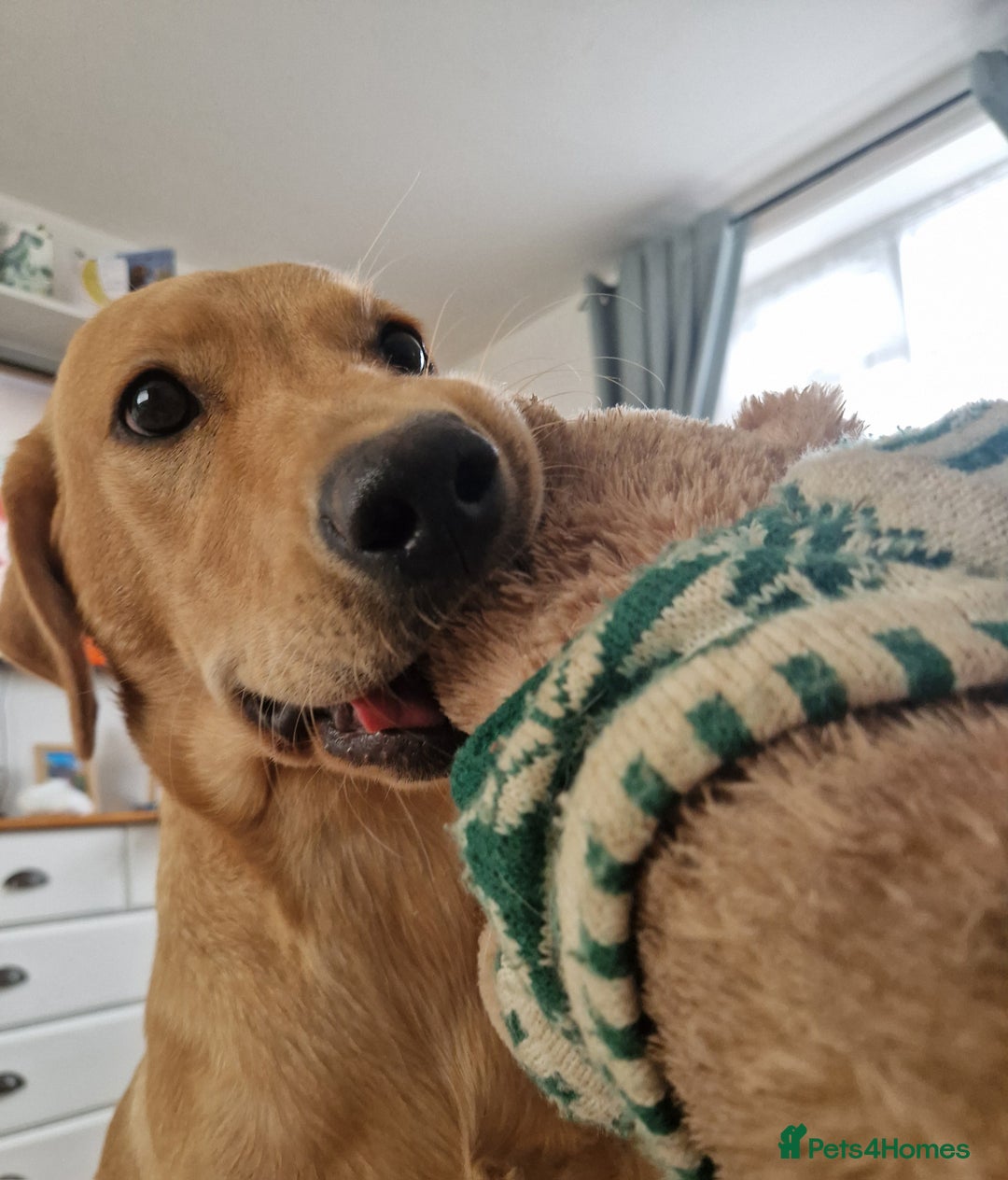 Labrador Retriever dogs for sale: Beautiful lab, dna tested 100% labrador retriever - Advert 6