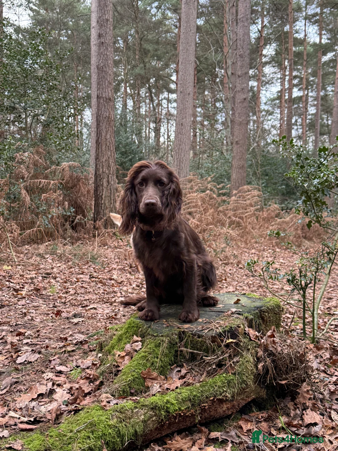 Cocker Spaniel dogs for sale: KC Health Tested Cocker Spaniel - Advert 1