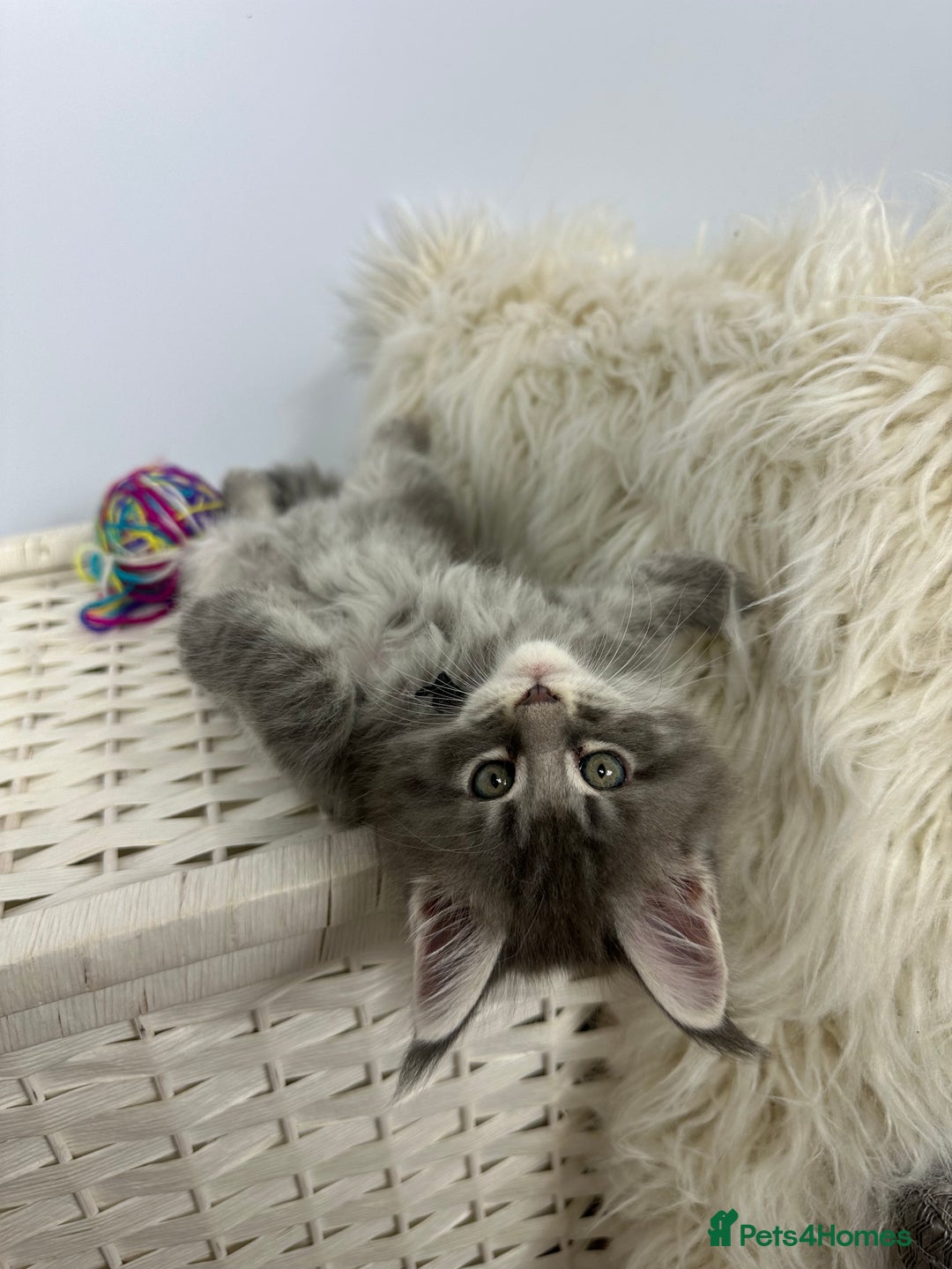 Maine Coon cats for sale: Gorgeous Pure Breed Maine Coon Kittens - Image 33