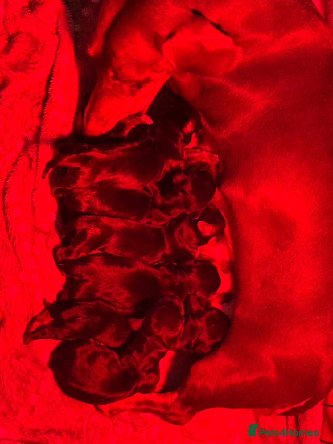 Miniature Dachshund dogs for sale: STUNNING MINI BOY - Advert 4