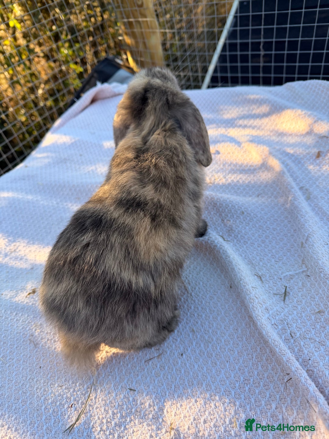 Mini Lop rabbits for sale: Mini Lop bunnies  - Advert 24