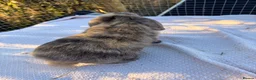 Mini Lop rabbits for sale: Mini Lop bunnies  - Advert 24