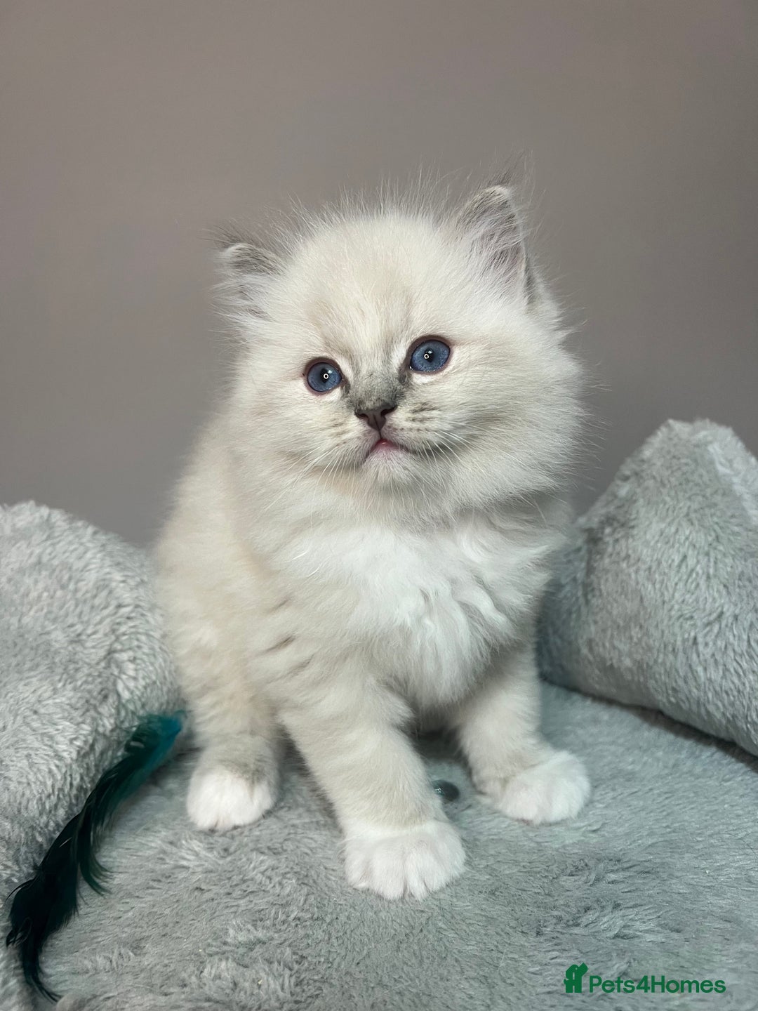 Ragdoll cats for sale: Registered Ragdolls kittens for sale - Image 15