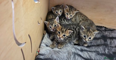Bengal cats - Advert 4