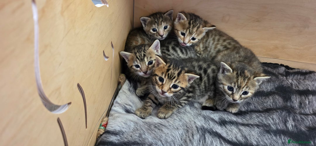 Bengal cats for sale: 5 Gorgeous Bengal/Cross kittens - Image 2
