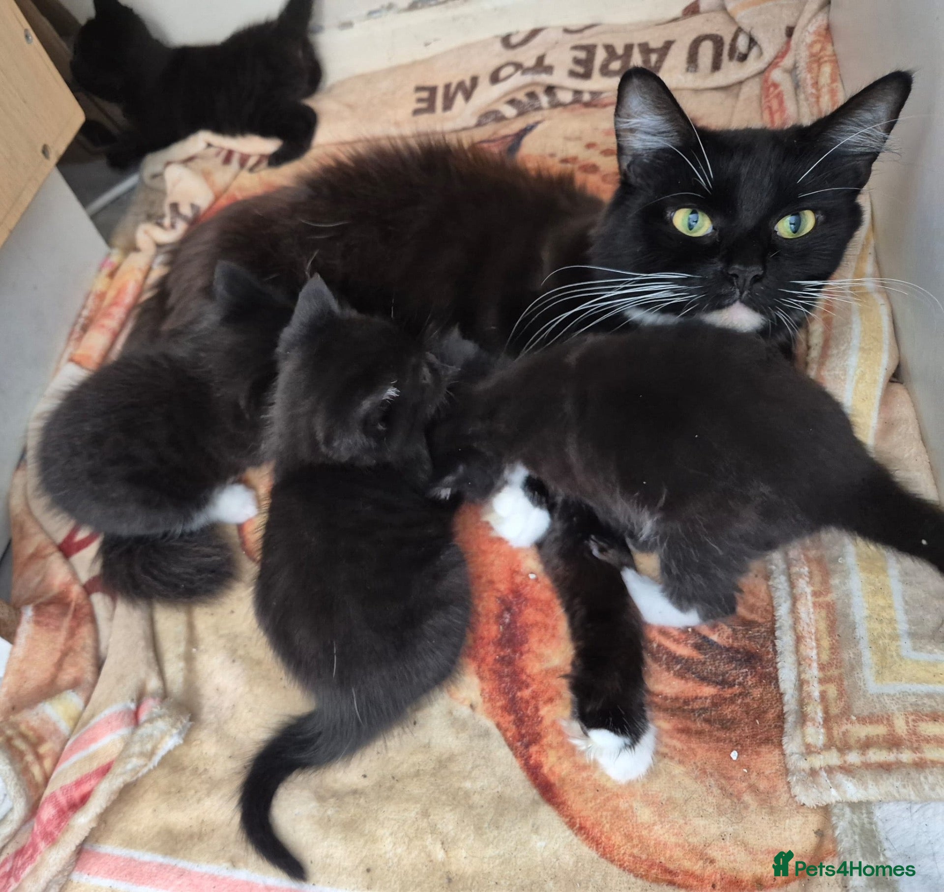 British Shorthair cats Black/ black and white kittens - Advert 9