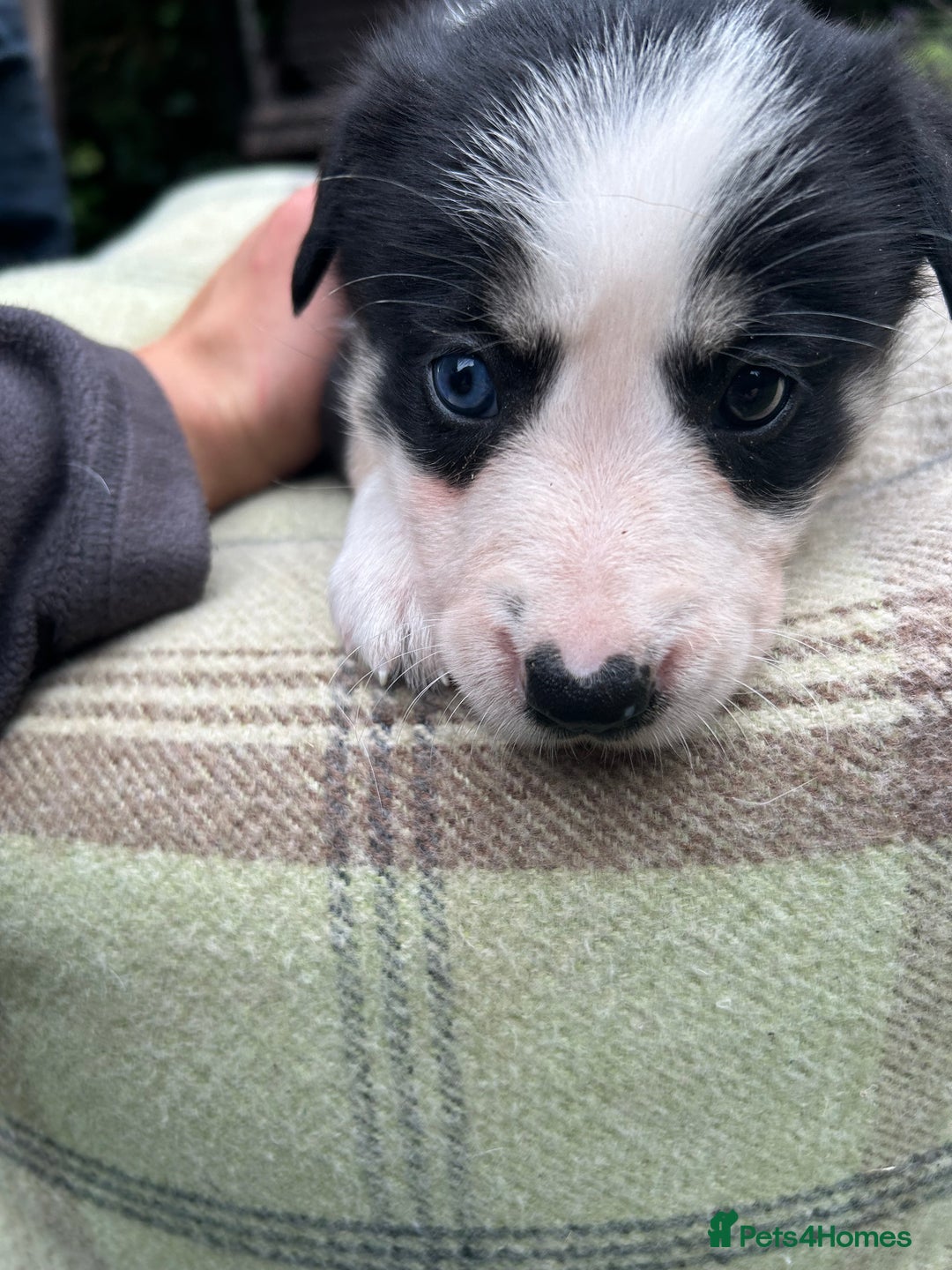 Border Collie dogs for sale: Border Collie - Image 22