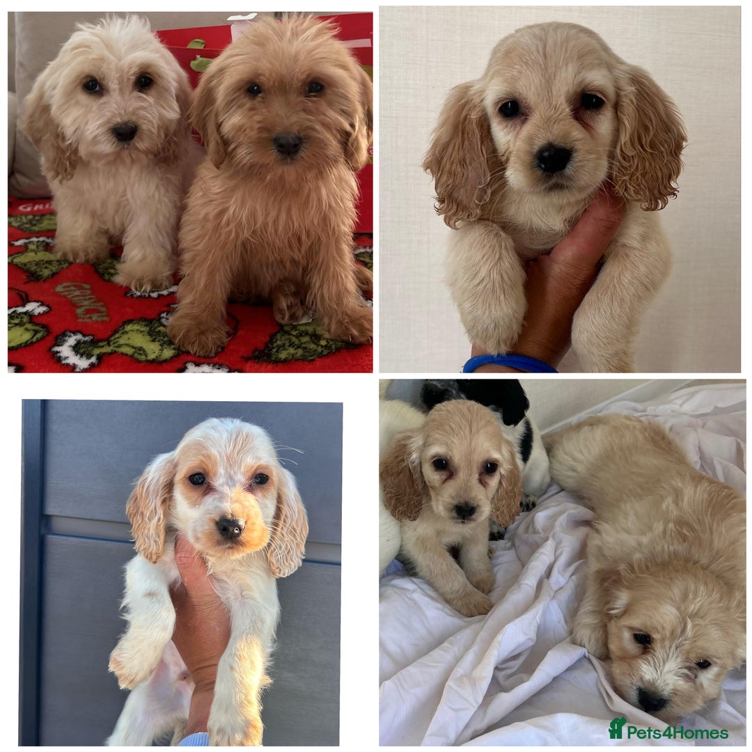 Cockapoo dogs for sale: Stunning cockapoo puppies - Advert 9