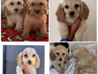 Cockapoo dogs Stunning cockapoo puppies - Advert 2