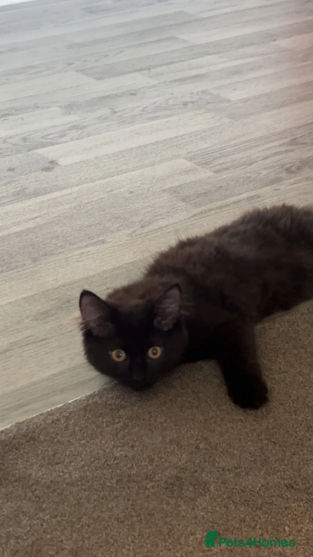 Mixed Breed cats for sale: 4 month old girl kitten in London - Advert 4
