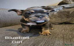 Mixed Breed dogs for sale: Tri English bulldog French mix (frenglish) - Image 4