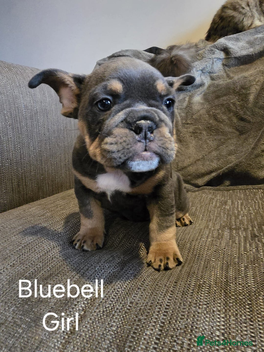 Mixed Breed dogs for sale: Tri English bulldog French mix (frenglish) - Image 4