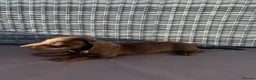 Dachshund dogs for sale: 7 Beautiful Dachshund Puppies - Advert 8