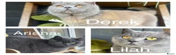British Shorthair cats for sale: British blue shorthair kittens ready 20th June  - Advert 6