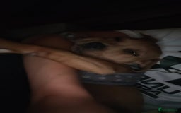 Mixed Breed dogs for sale: American bullweiler  - Image 3