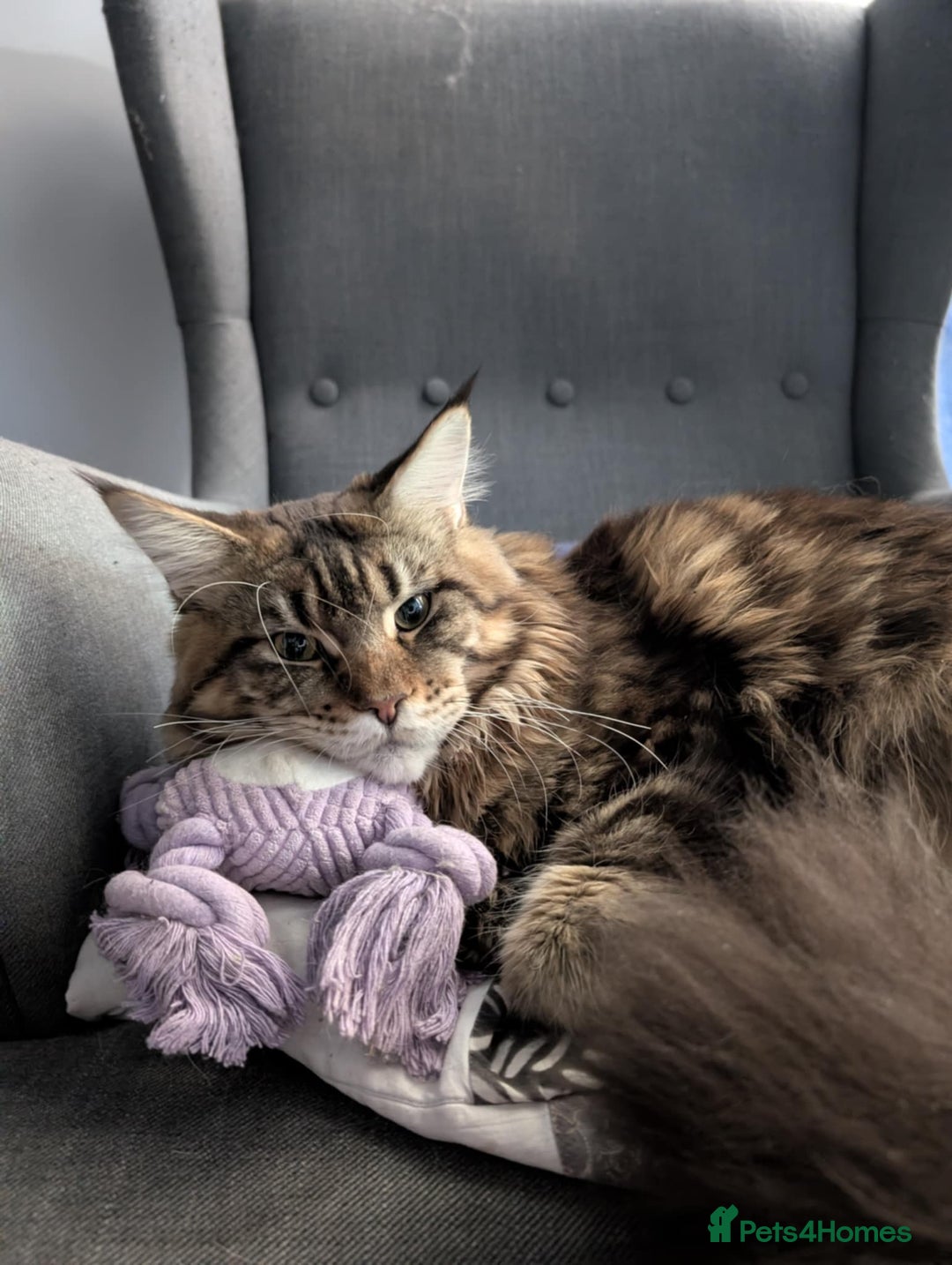 Maine Coon cats for sale: Active Maine Coon Tabby Boy Available  - Advert 12