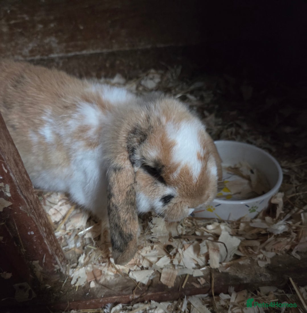 Mini Lop rabbits for sale: ♥️friendly mini lops FROM £30 ♥️ - Advert 4