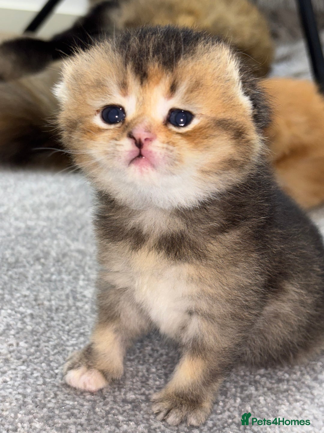 Scottish Fold cats for sale: Scottish Fold & Straight kittens  - Advert 5