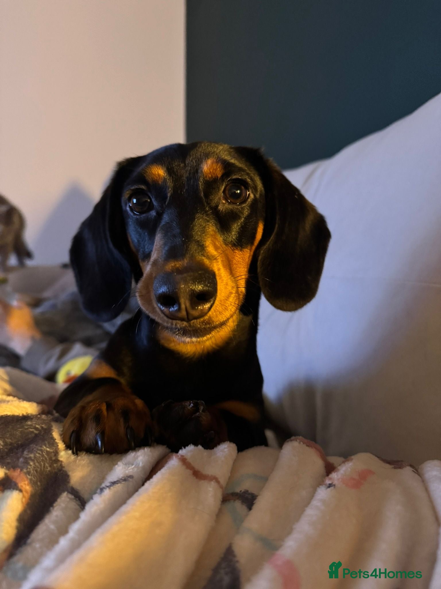 Miniature Dachshund dogs Miniature dachshund  - Advert 1