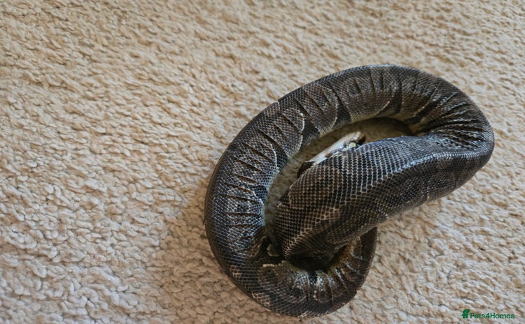 Python Snake reptiles - Advert 2