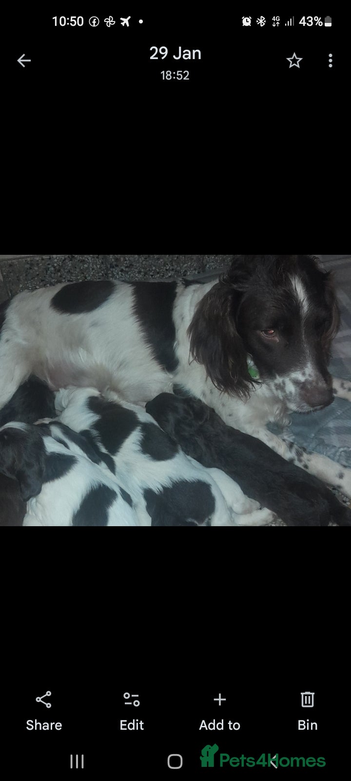 Sprocker dogs Beautiful Sprocker Litter - Advert 1