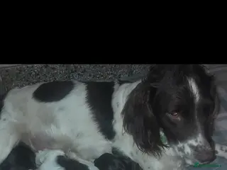 Sprocker dogs Beautiful Sprocker Litter - Advert 1