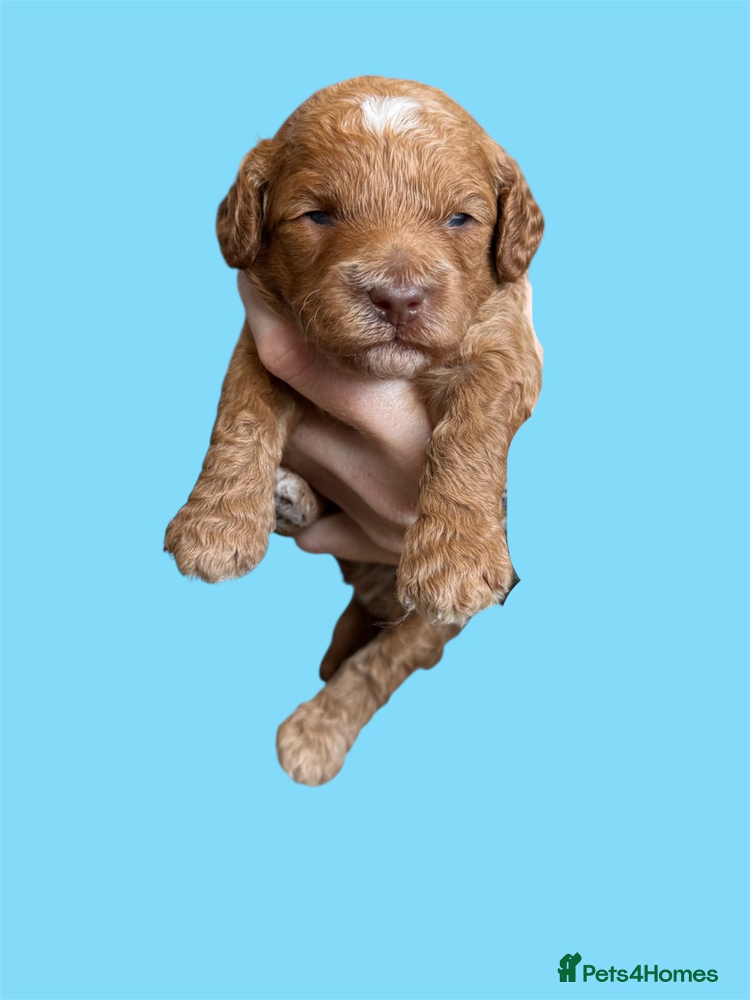 Cockapoo dogs for sale: Health tested Toy cockapoos. One girl left - Image 10