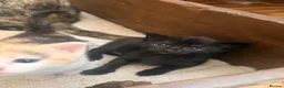 Mixed Breed cats for sale: Beautiful kittens  - Advert 3