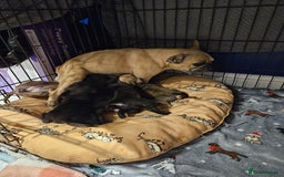 Mixed Breed dogs for sale: French bull dog X Cane corso puppys  - Advert 8