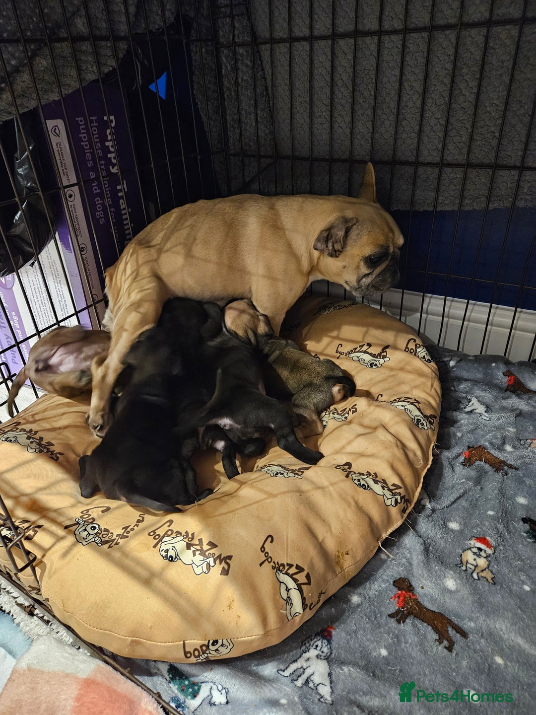 Mixed Breed dogs for sale: French bull dog X Cane corso puppys  - Advert 8