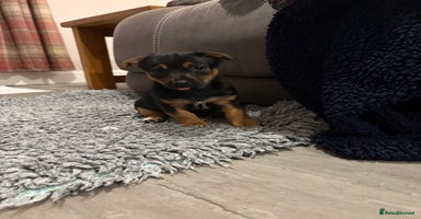 Jack Russell dogs - Advert 1