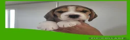 Beagle dogs for sale: KC Registered Beagle puppies  - Advert 3