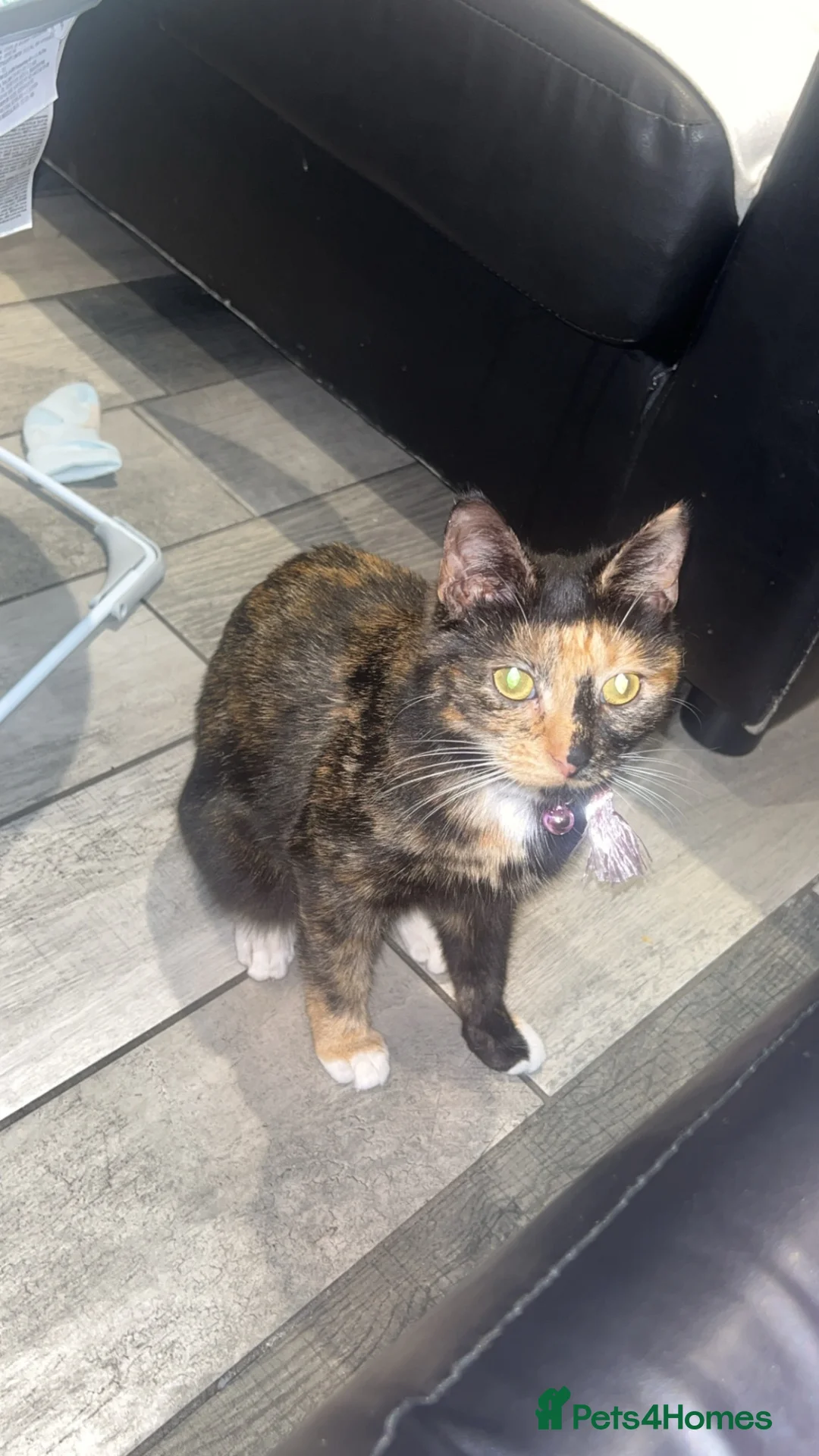 Mixed Breed cats for sale: 3 kittens - Advert 3