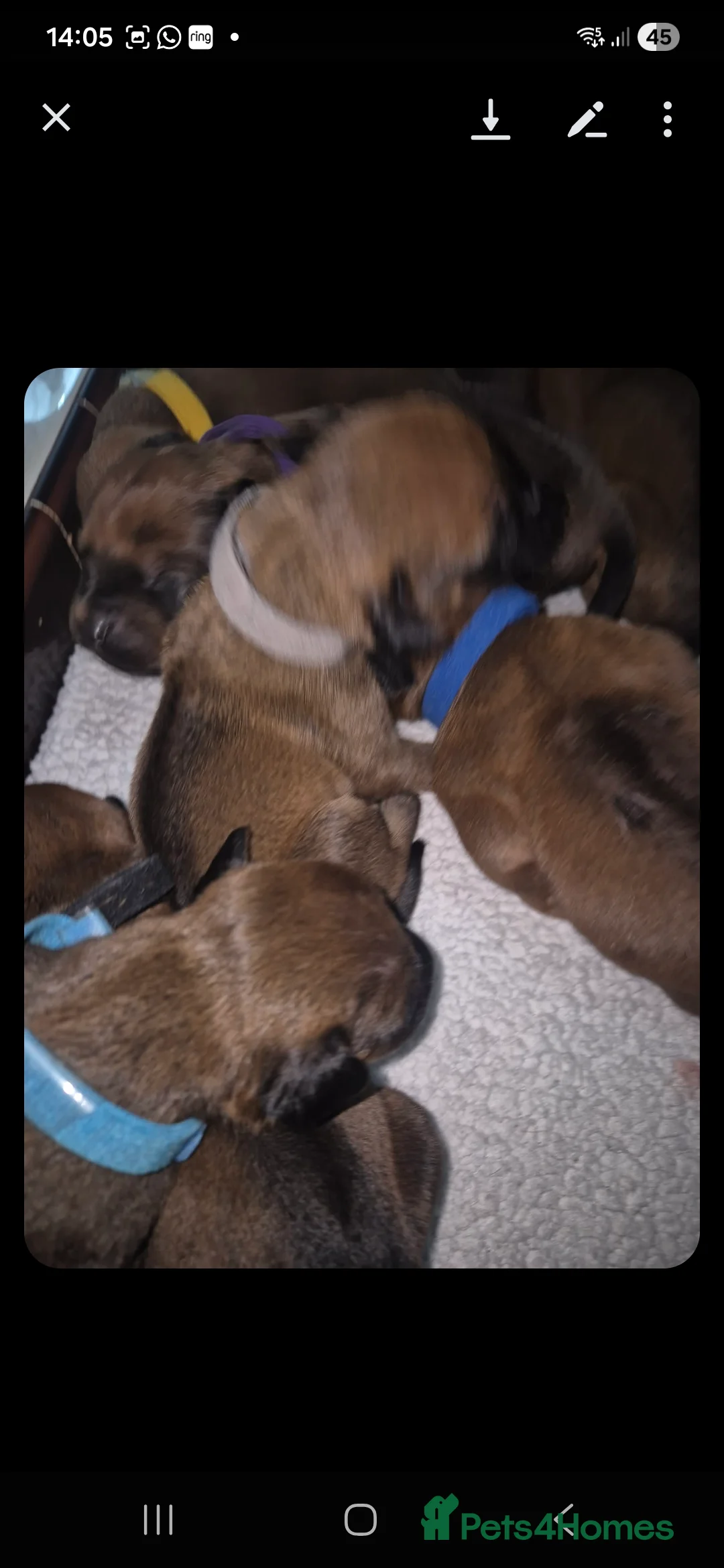 Rhodesian Ridgeback dogs for sale: Rhodesian ridgeback pups  - Advert 4
