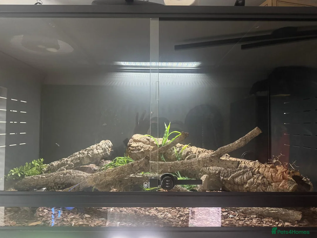 Corn Snake reptiles for sale: Corn Snake - Female - Advert 2