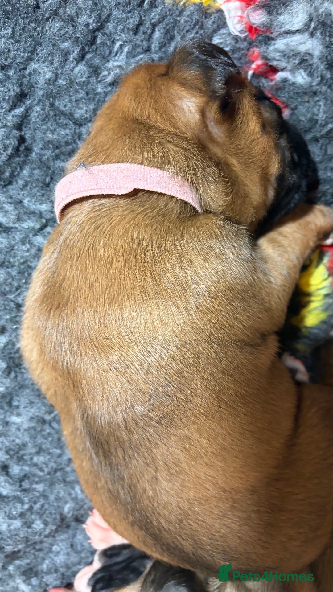 Boxer dogs for sale: Beautiful Boxer Puppies - Advert 15