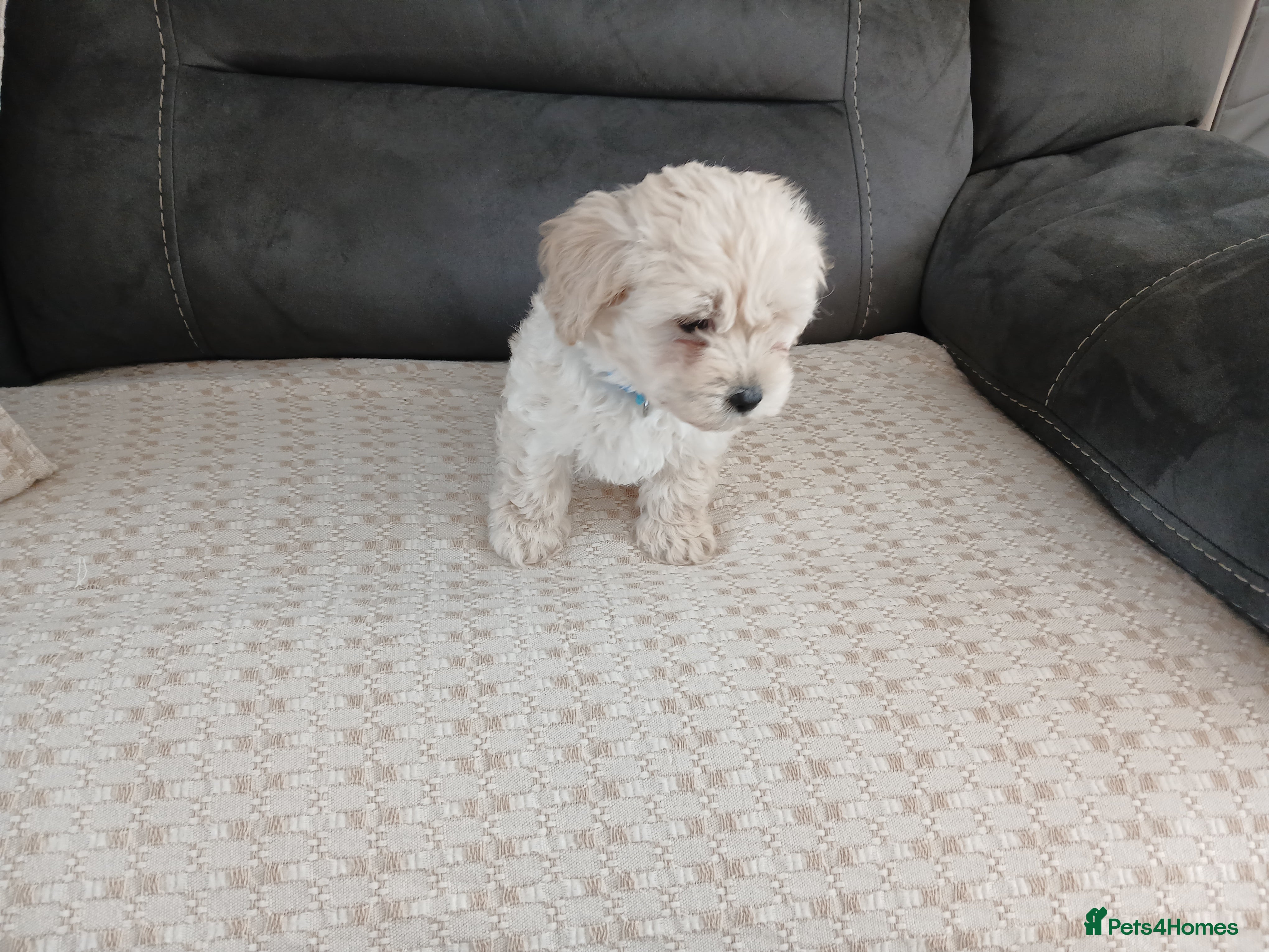 Maltipoo dogs Maltipoo puppies - Advert 2