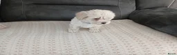 Maltipoo dogs for sale: Maltipoo puppies - Advert 18