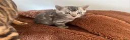Bengal cats for sale: Rare Silver Grey Marbled Bengal TICA Kittens  - Advert 4