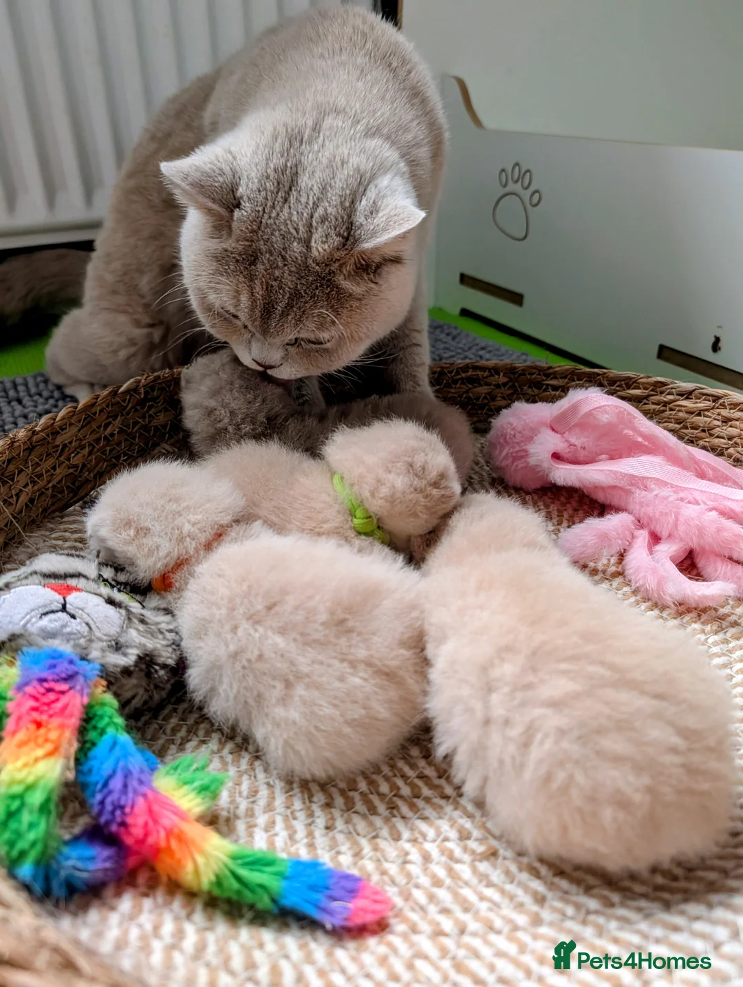 British Shorthair cats for sale: 💕Exceptional British Shorthair Kittens💕💕 in Derby - Advert 2