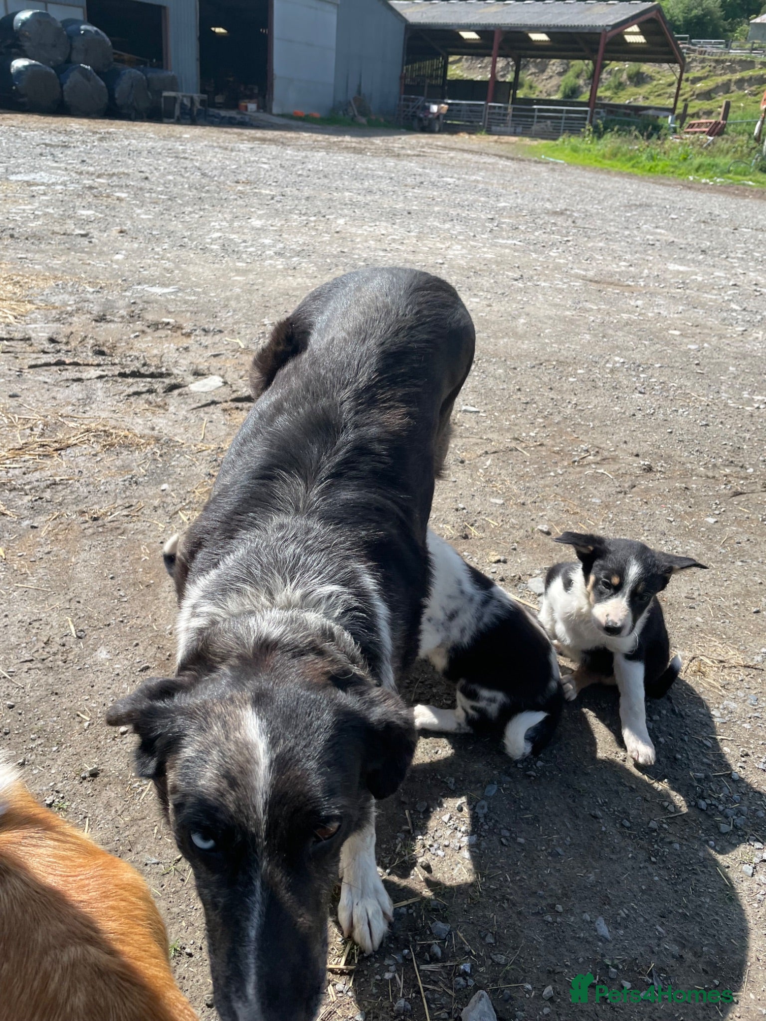 Border Collie dogs Blue Merle and border collie pups - Advert 1