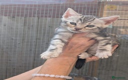 Bengal cats for sale: Pedigree Bengal kittens - Image 12