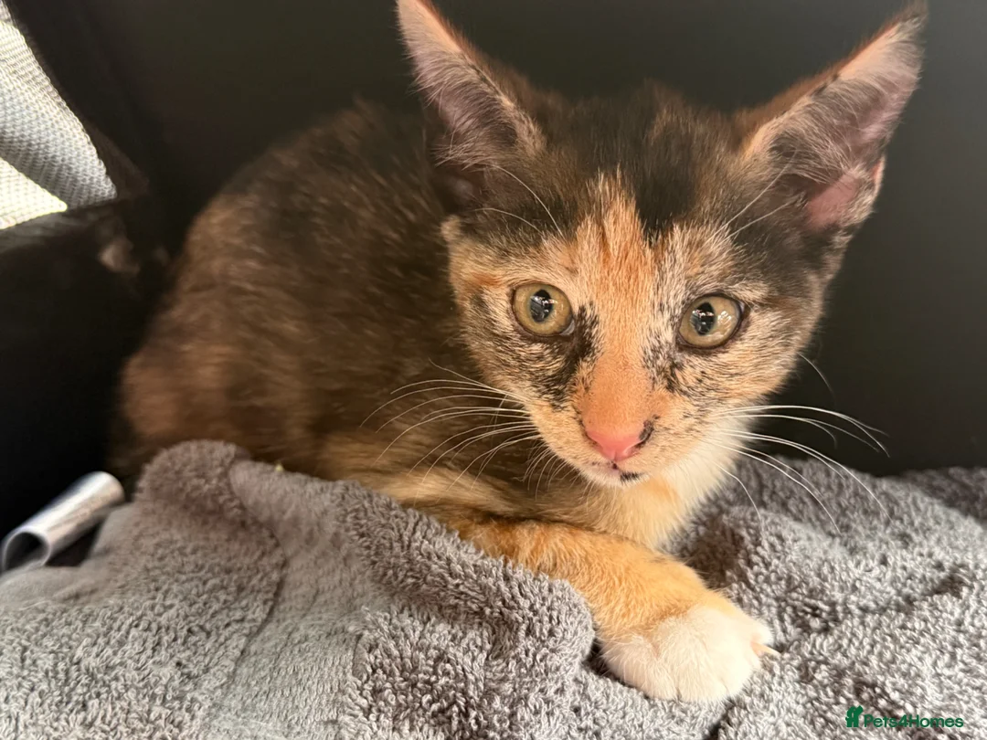 Siamese cats for sale:  Half Siamese tortie kitten loving for lovin home  in Blackpool - Advert 6