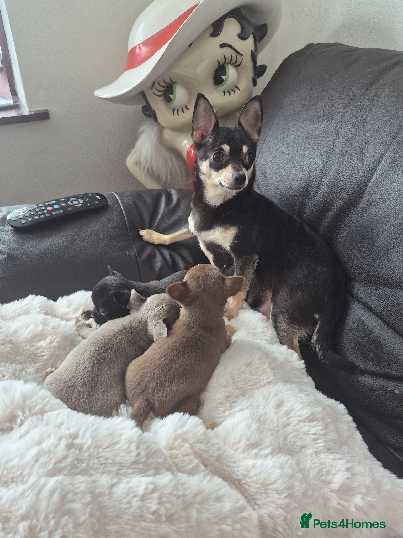 Chihuahua dogs Beautiful Full Pedigree Chihuahuas - Advert 10