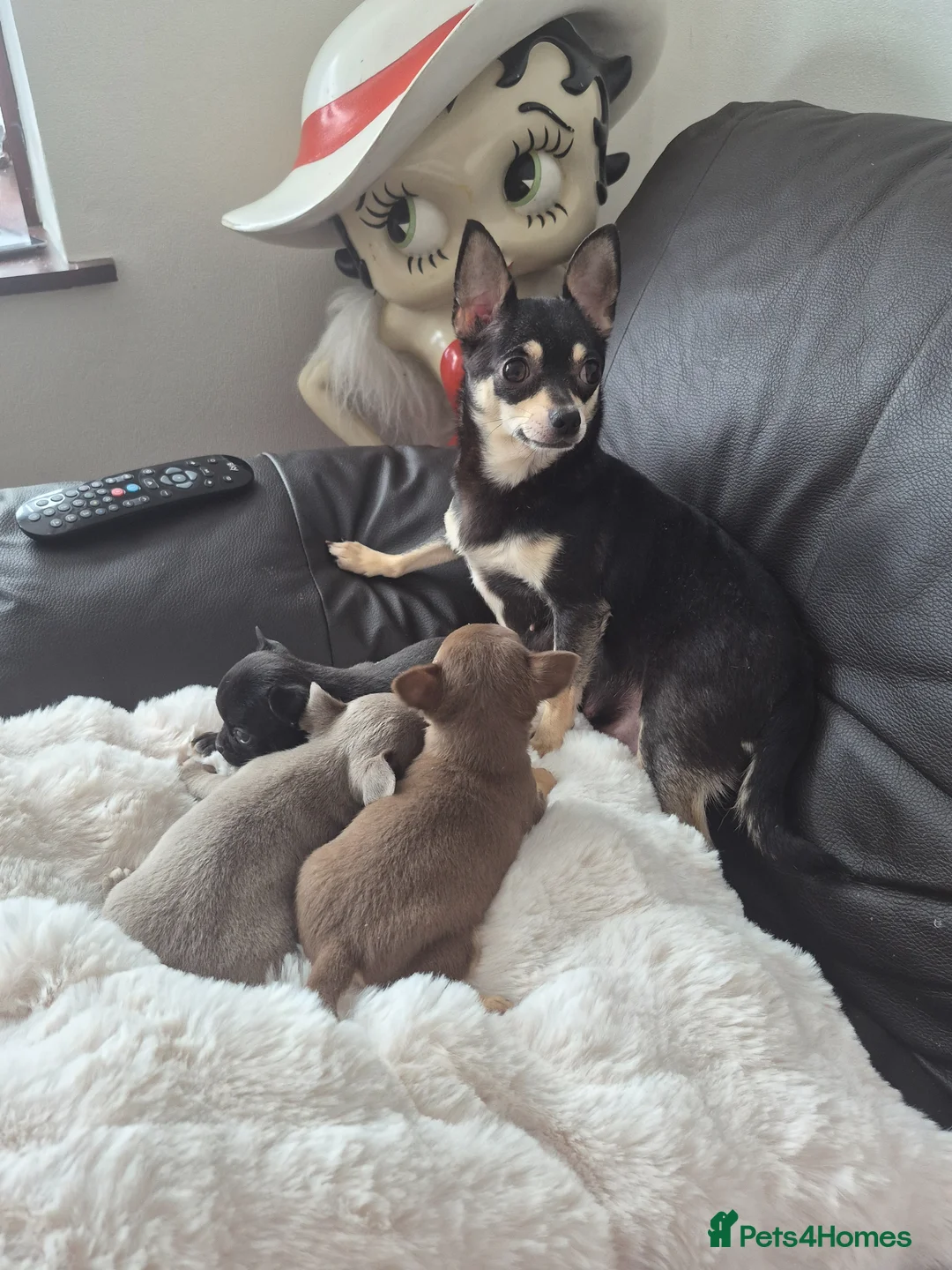 Chihuahua dogs for sale: Beautiful Full Pedigree Chihuahuas - Advert 1