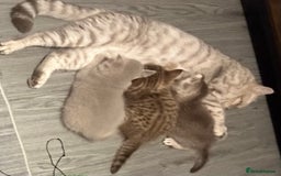 British Shorthair cats for sale: Amazing BSH kittens. READY TO GO!!! - Image 26