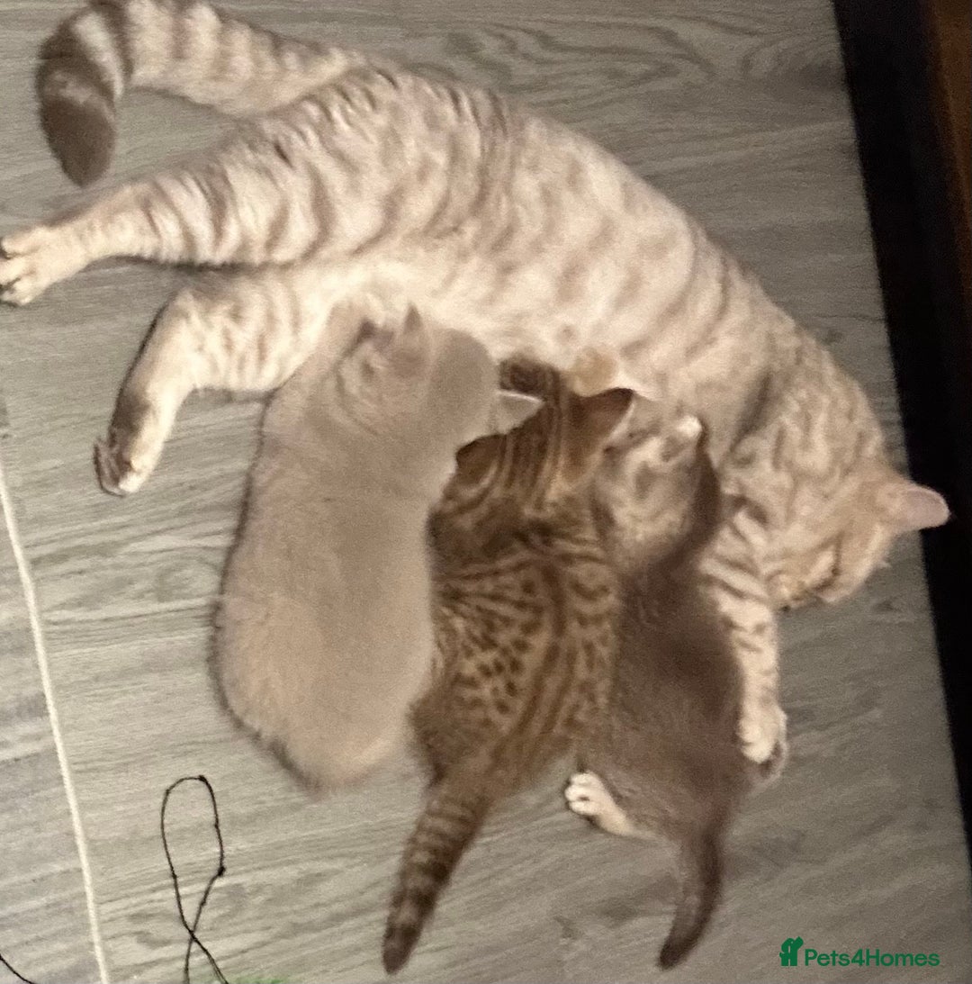 British Shorthair cats for sale: Amazing BSH kittens. READY TO GO!!! - Image 26
